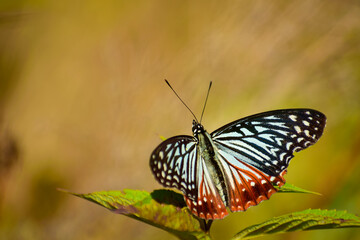 butterfly on a leaf