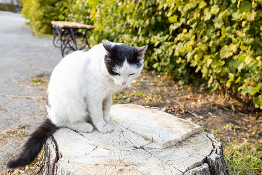 a sad cat sits on a stump with its head down
