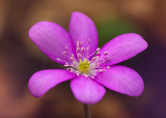 Fototapeta premium Liverwort Hepatica nobilis flowers on a forest floor on sunny afternoon. Spring purple flowers Hepatica nobilis in the forest. Pink flowers of Hepatica Nobilis close-up
