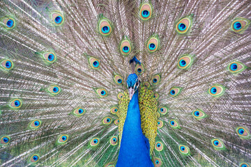 Obraz premium Peacok displaying its beautiful feathers