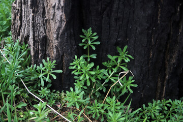 burnt tree and young green grass texture