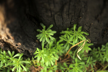 burnt tree and young green grass texture