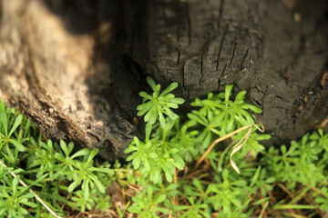 burnt tree and young green grass texture