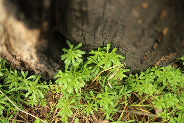 burnt tree and young green grass texture