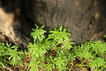 burnt tree and young green grass texture