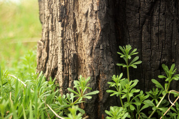 burnt tree and young green grass texture
