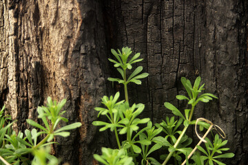 burnt tree and young green grass texture