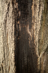 burnt wood texture