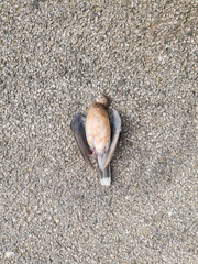 Dead body of pigeon laying on asphalt, concept of bird flu