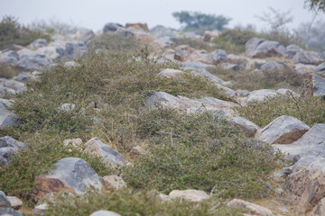Fototapeta na wymiar thorny vegetation on the rocky surface of the sacred Indian hill govardhan