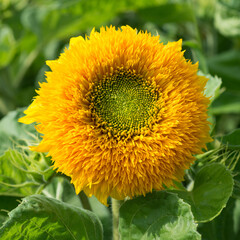 Decorative sunflower Teddy Bear - 497759810