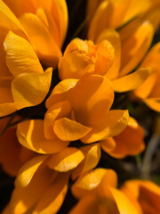 Flowers yellow crocuses closeup