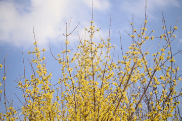 yellow flowering tree in spring texture
