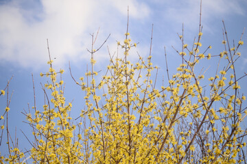yellow flowering tree in spring against blue sky texture