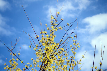 yellow flowering tree in spring against blue sky texture