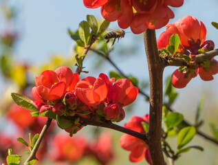 Obraz premium Biene an Zierpflaume