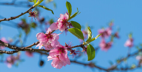 Kirschblüte Makro