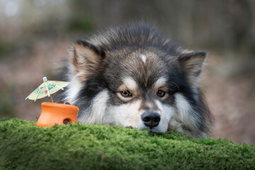Portrait of a Finnish Lapphund dog outdoors
