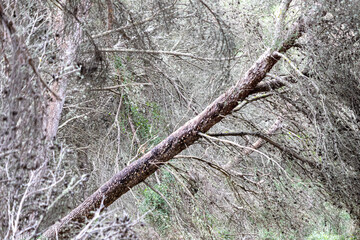 a wethered old pine tree fallen in a thick forest
