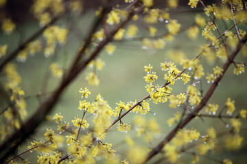 yellow maple leaves
