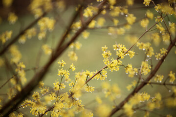 yellow leaves in autumn