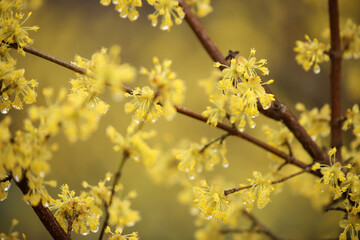 yellow flowering tree in spring texture