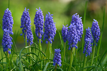 Bloom o the Violet Grape hyacinth (Muscari) flowers in the spring season.