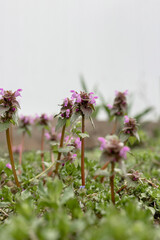 Lavender purple. A species of annual or biennial herbaceous plants of the genus Lamiaceae of the Lamiaceae family