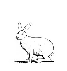 Wildtiere - Hase, Strichzeichnung