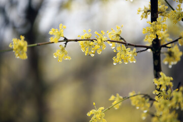 yellow flowering tree in spring texture