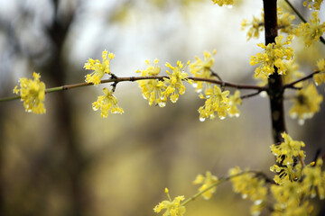 yellow flowering tree in spring texture