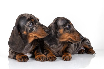 A pair of marble smooth-haired dachshund puppies got tired of th