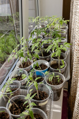 Seedlings of tomatoes on the window. Household