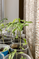 Seedlings of tomatoes on the window. Household