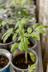 Seedlings of tomatoes on the window. Household
