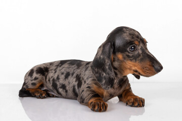 Curious marble dachshund puppy looks forward and tilts his head, lying on the white background