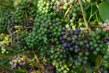 Grapevine in sunlight. Strong harvest. Bodenheim vineyard, Germany.