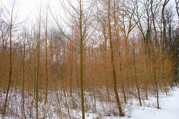 Obraz premium Woods of Japanese larch in winter. Forestry in the Volyn region, Ukraine. 