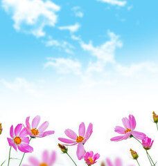 blue sky. Colorful cosmos flowers on a background of summer landscape.