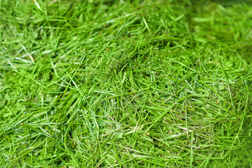 pile of freshly cut grass in park