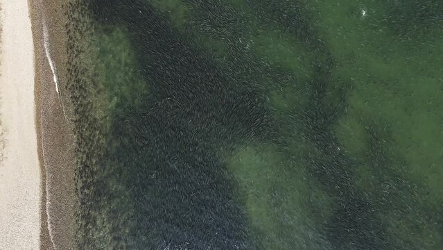 An aerial view of a spawning river with thousands of coho salmon swimming in it
