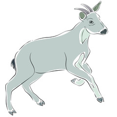 Illustration of Goral. It is another rare wild animal species.