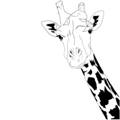 Continuous one line drawing of giraffe, Vector illustration line art.