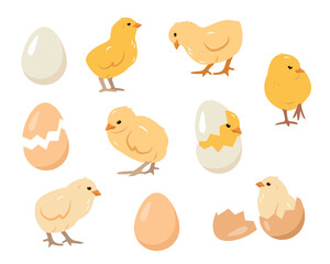 Set of little chicks birds and eggs. Chickens farm or Easter elements vector illustration isolated on white background.