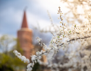 wiosna w Opolu z kwitnącymi drzewami i Wieżą Piastowską