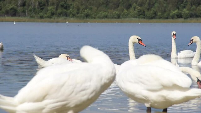 wild white swans at the lake Somynets, Shatsk National Natural Park, Volyn region of Ukraine