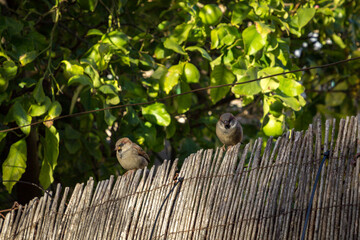 Bird in garden of Valldemosa in Mallorca (Spain)