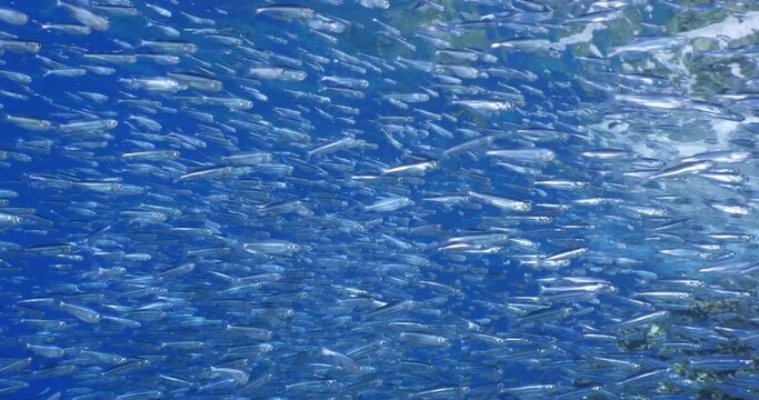 waves on rocks sun shine sun rays and sun beams underwater school of little fish sardine silversides slow ocean scenery