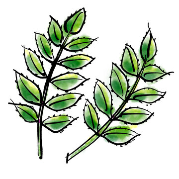 山椒の葉 の画像 26 601 件の Stock 写真 ベクターおよびビデオ Adobe Stock