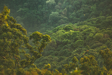 Fototapeta na wymiar forest, mountain, trees, dense forest, green forest, green, greenery, leaves